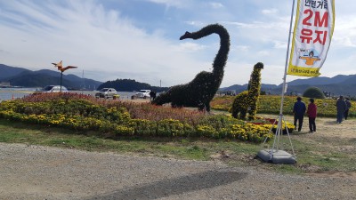 가고파국화축제